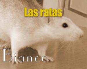 Las Ratas de José Bianco