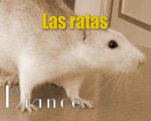 Las Ratas de Jos Bianco