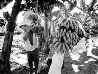La United Fruit Company, aliada de la Dictadura La United Fruit Company, aliada de la Dictadura